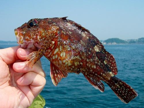 晴天の海をバックに手に持ったカサゴの魚体