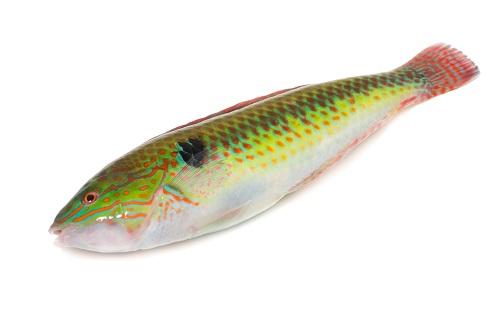 ベラとは ベラの主な種類や代表的な魚のキュウセンなどについて解説 食 料理 オリーブオイルをひとまわし