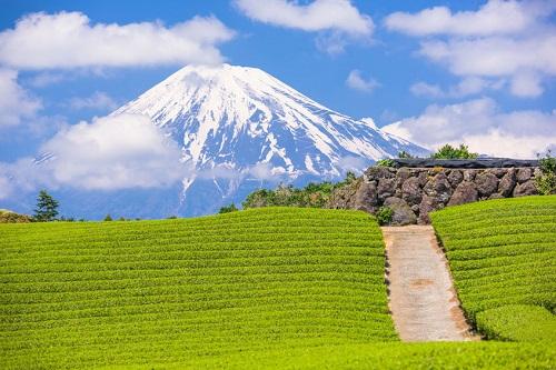 すぎ 緑茶 飲み