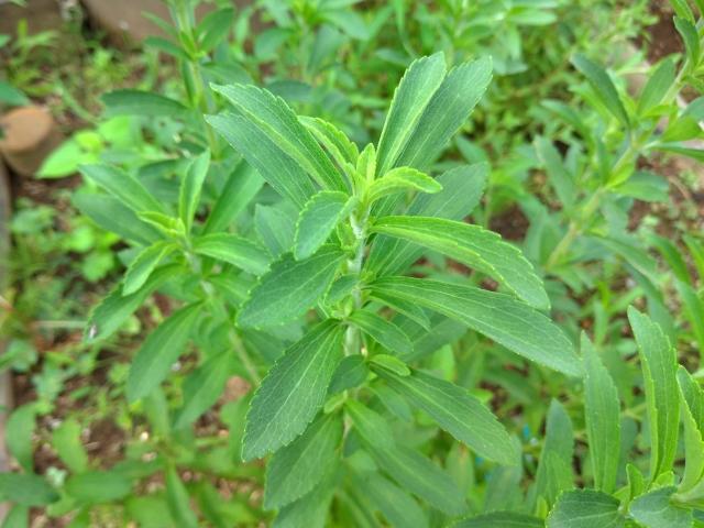 ステビアの茎葉の画像