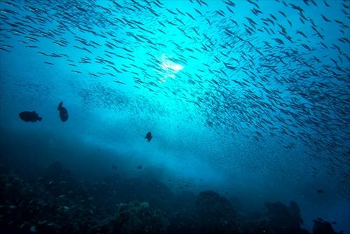 海の中の魚の群れ