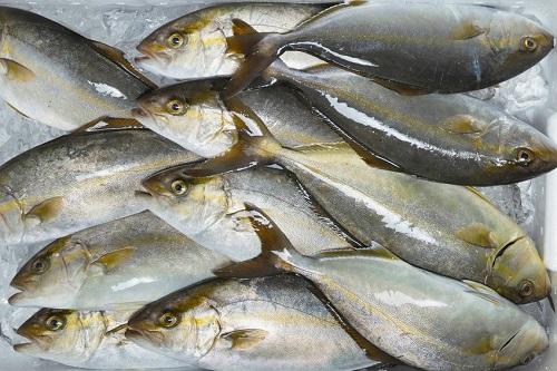 出世魚ブリの呼び名や順番は カンパチやハマチとの違いも調査 食 料理 オリーブオイルをひとまわし