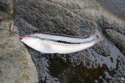 ベラとは ベラの主な種類や代表的な魚のキュウセンなどについて解説 食 料理 オリーブオイルをひとまわし