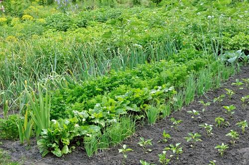 家庭菜園でさまざまな野菜を有機栽培