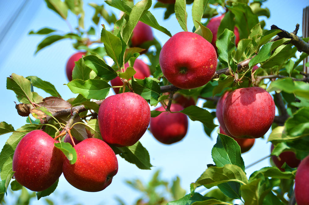 管理栄養士監修 りんごの栄養と効能 栄養図鑑 食 料理 オリーブオイルをひとまわし