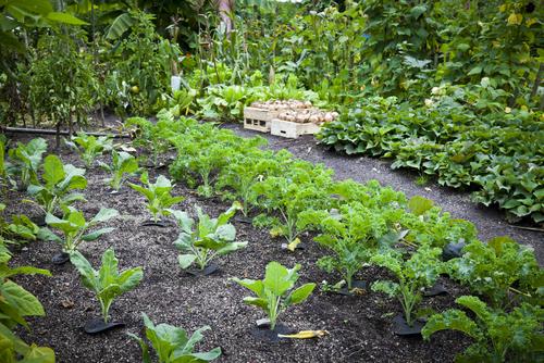 植物が並んで配置されたよく整理された家庭菜園