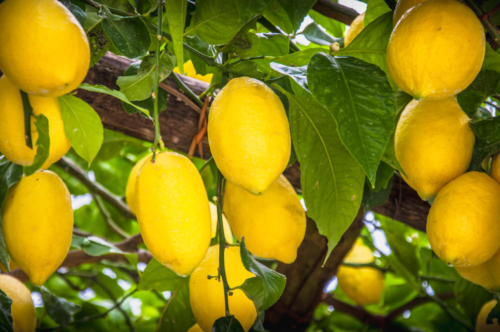 国産レモン人気が高まっている レモン の種類と選び方 美味しい旬の食べ方編 食 料理 オリーブオイルをひとまわし