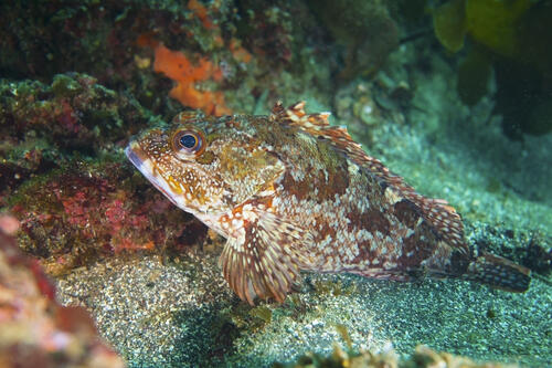 刺身が絶品の高級魚 カサゴの美味しい食べ方いろいろ 食 料理 オリーブオイルをひとまわし