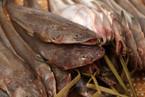 こち まごち とは 白身魚の高級魚の旬や栄養面の特徴などを紹介 食 料理 オリーブオイルをひとまわし