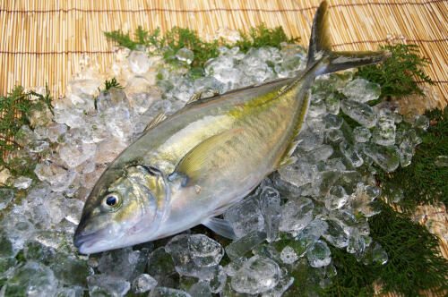 幻の魚シマアジの旬は夏から秋口 特徴や産地を知ろう 食 料理 オリーブオイルをひとまわし