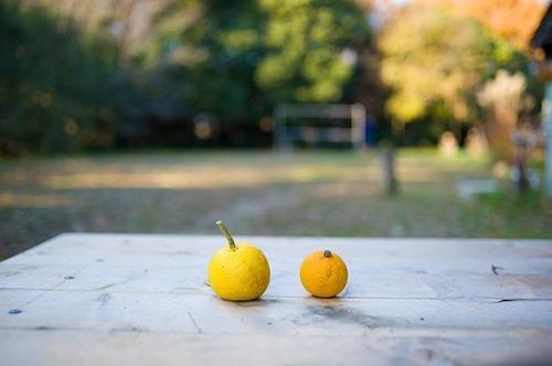 すだち の栄養や活用法を紹介 かぼすやゆずとの違いとは 食 料理 オリーブオイルをひとまわし