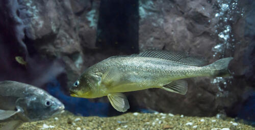 イシモチとはどんな魚なのか 特徴や旬の時期 美味しい食べ方を紹介 食 料理 オリーブオイルをひとまわし