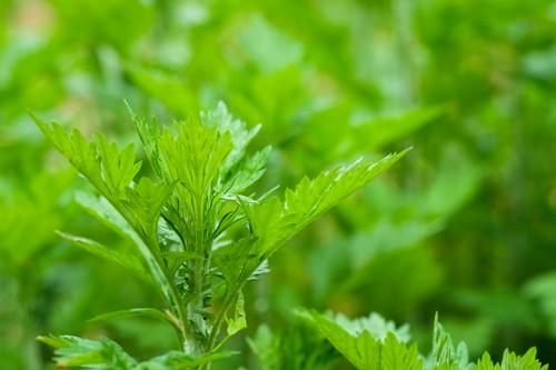 よもぎの見分け方は至難の業 生の葉から楽しむ方法を紹介 食 料理 オリーブオイルをひとまわし