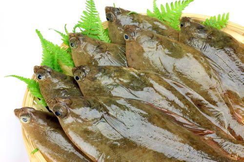 カレイは刺身でも食べられる魚 寄生虫の危険やさばき方も確認 食 料理 オリーブオイルをひとまわし