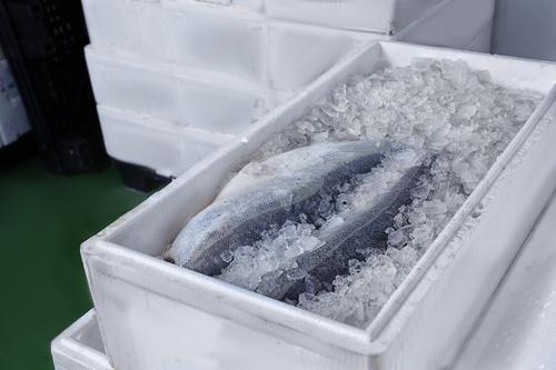 冷凍魚の上手な解凍方法