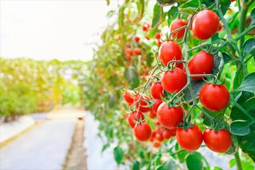 栽培されているミニトマト