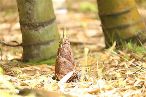 竹林に生えたたけのこ