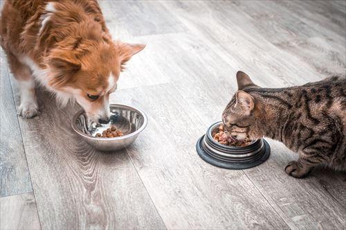 犬と猫が食事をする様子