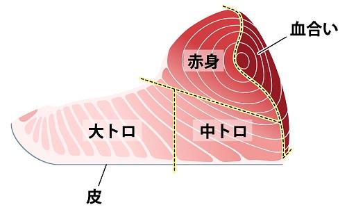 マグロの部位の説明