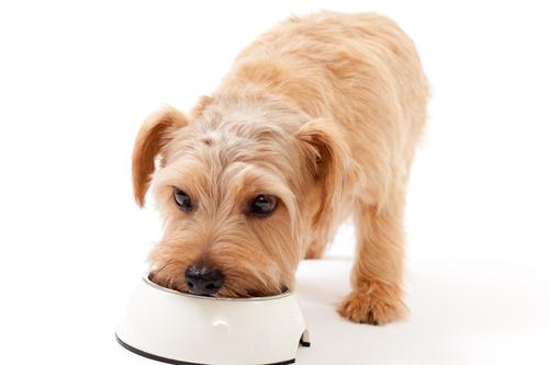 犬や猫に与える鶏ささみの茹で方