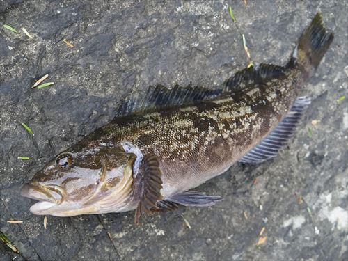 アイナメとはどんな魚 基本の捌き方やおすすめの料理を紹介 食 料理 オリーブオイルをひとまわし