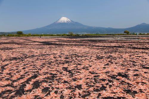 桜エビ