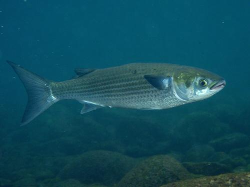 ぼらは美味しい魚