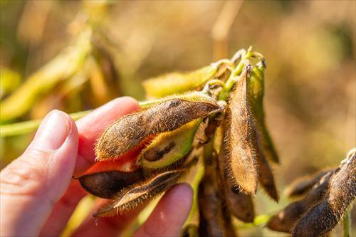 秋の熟した大豆
