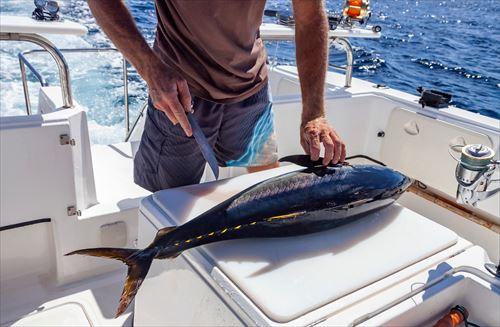 キハダマグロを捌く様子