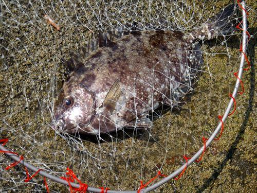 釣り上げられたアイゴ