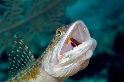 エソは高級魚って本当 小骨だらけのエソの美味しい食べ方 食 料理 オリーブオイルをひとまわし