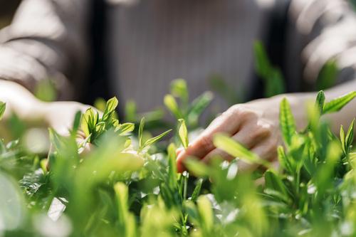 安い茶葉が高級茶になる裏技3：芽茶を選ぶ