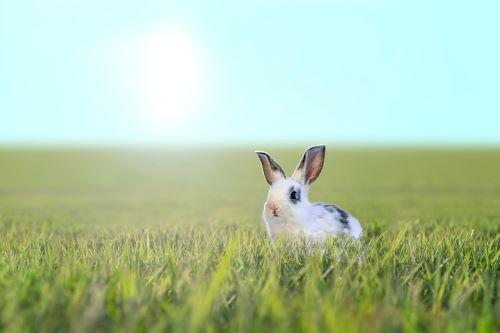 うさぎ