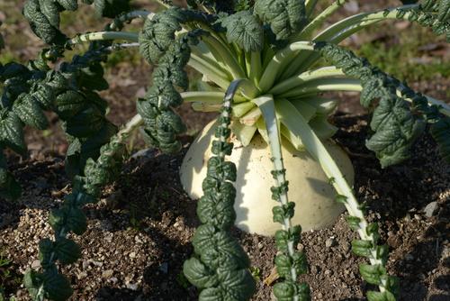 カイワレ大根を土に植えると大根になるというのは本当か