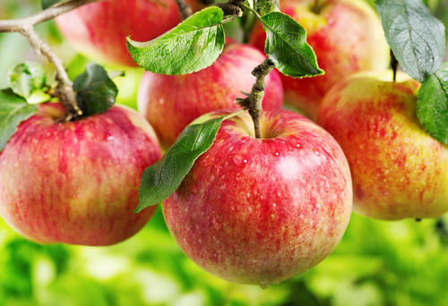【管理栄養士監修】りんごの栄養素を解説！皮つきのほうが栄養豊富！