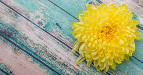 9月9日の重陽の節句に食べたい、「食用菊」って知っている？