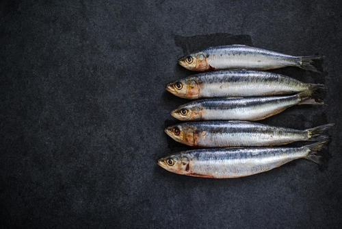 高栄養価【いわし】のカロリーと糖質は高い？種類・食べ方別に徹底解説。