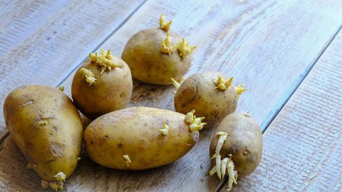 じゃがいもの芽にある毒の危険性とは 安全な食べ方や保存法を解説 食 料理 オリーブオイルをひとまわし