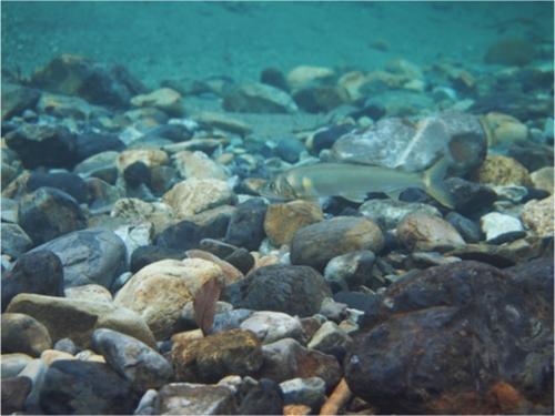 釣り好きなら知っておきたい！川魚の種類と食べ方