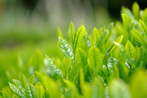 新茶とは？ゴミにしてた茶殻は実は栄養豊富！おすすめの食べ方紹介