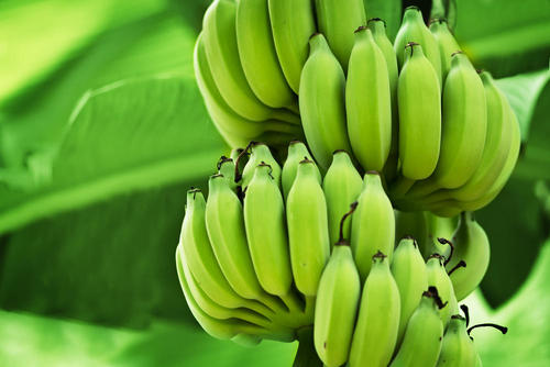 低糖質×ハイレジ！熟す前の「グリーンバナナ」はお父さんの朝食に有効