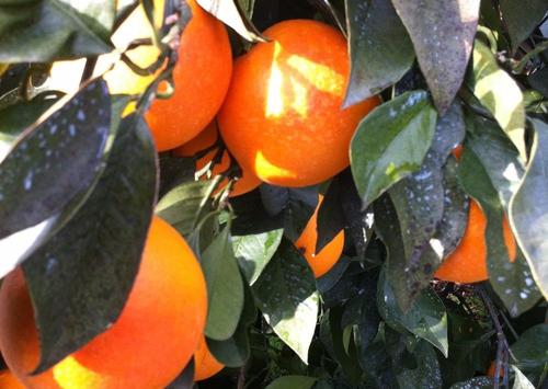温暖化の恩恵！？東洋のナポリ宇和島で「ブラッドオレンジ」生産中！