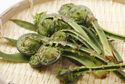 春のごちそう山菜【コゴミ】とは。味の特徴や下処理方法などを知る