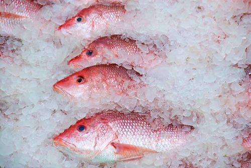 釣りあげた鯛を美味しく食べる下処理『締め・湯引き・皮引き』のコツ