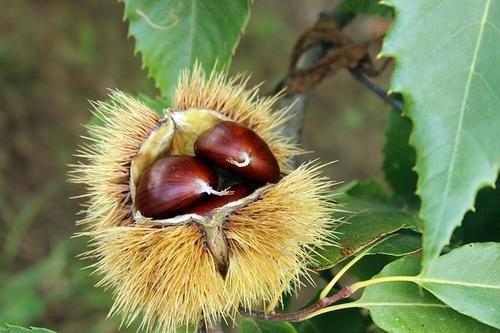 上手な【栗】の茹で方とは？ホクホクで甘い栗を食べるためのコツ