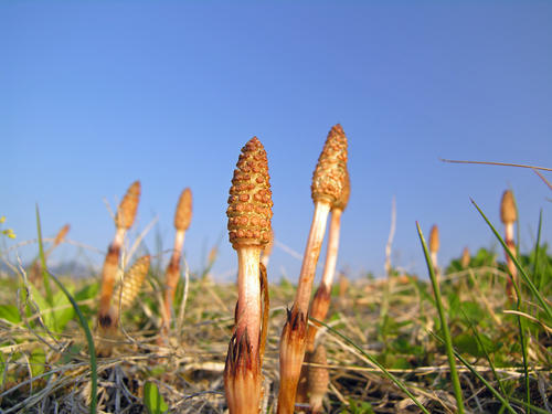 つくしとは？大量摂取の危険性と正しい下ごしらえ・食べ方を紹介！