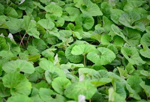 【ふき】の種類と選び方！旬や特産地、美味しい食べ方も解説