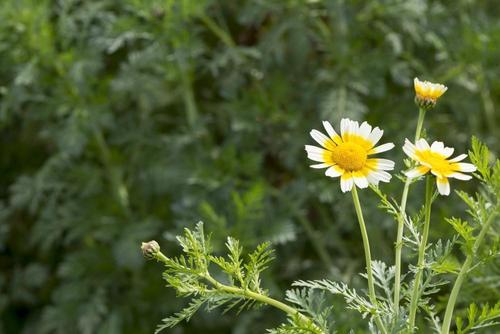 鍋の季節に知っておきたい 春菊 の種類と選び方 食 料理 オリーブオイルをひとまわし