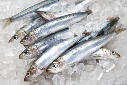 梅雨の水を飲む魚！6月に旬を迎える美味しい魚の代表格とは？