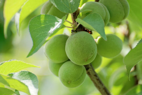 6月6日は梅の日。梅の生産日本一の県でうまれた品種とは？